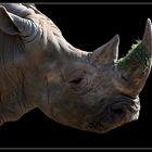 Rhino