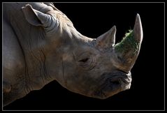 Rhino