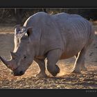 Rhino encounter