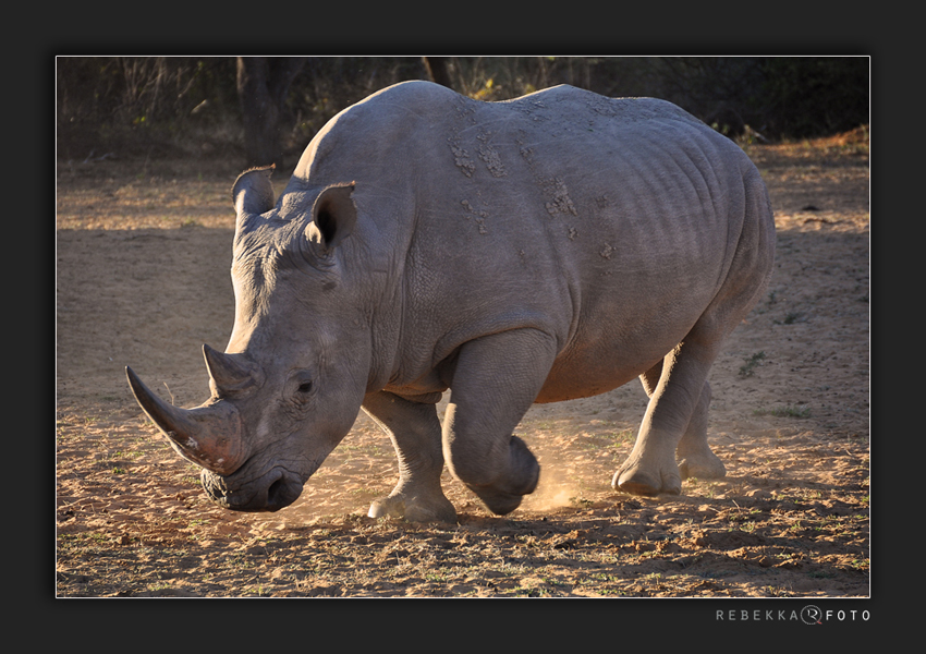 Rhino encounter