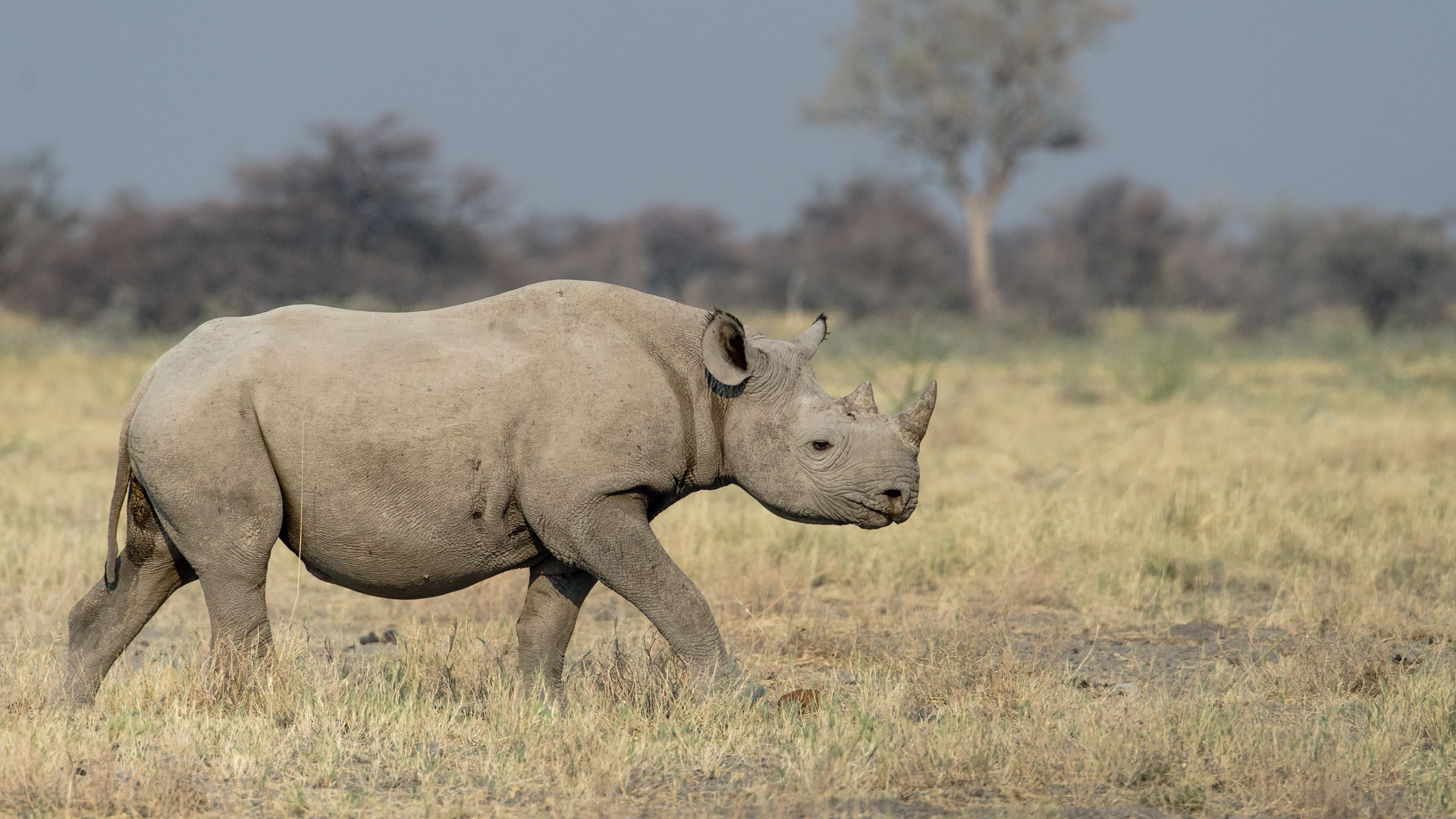 Rhino @ Etosha