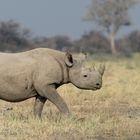 Rhino @ Etosha