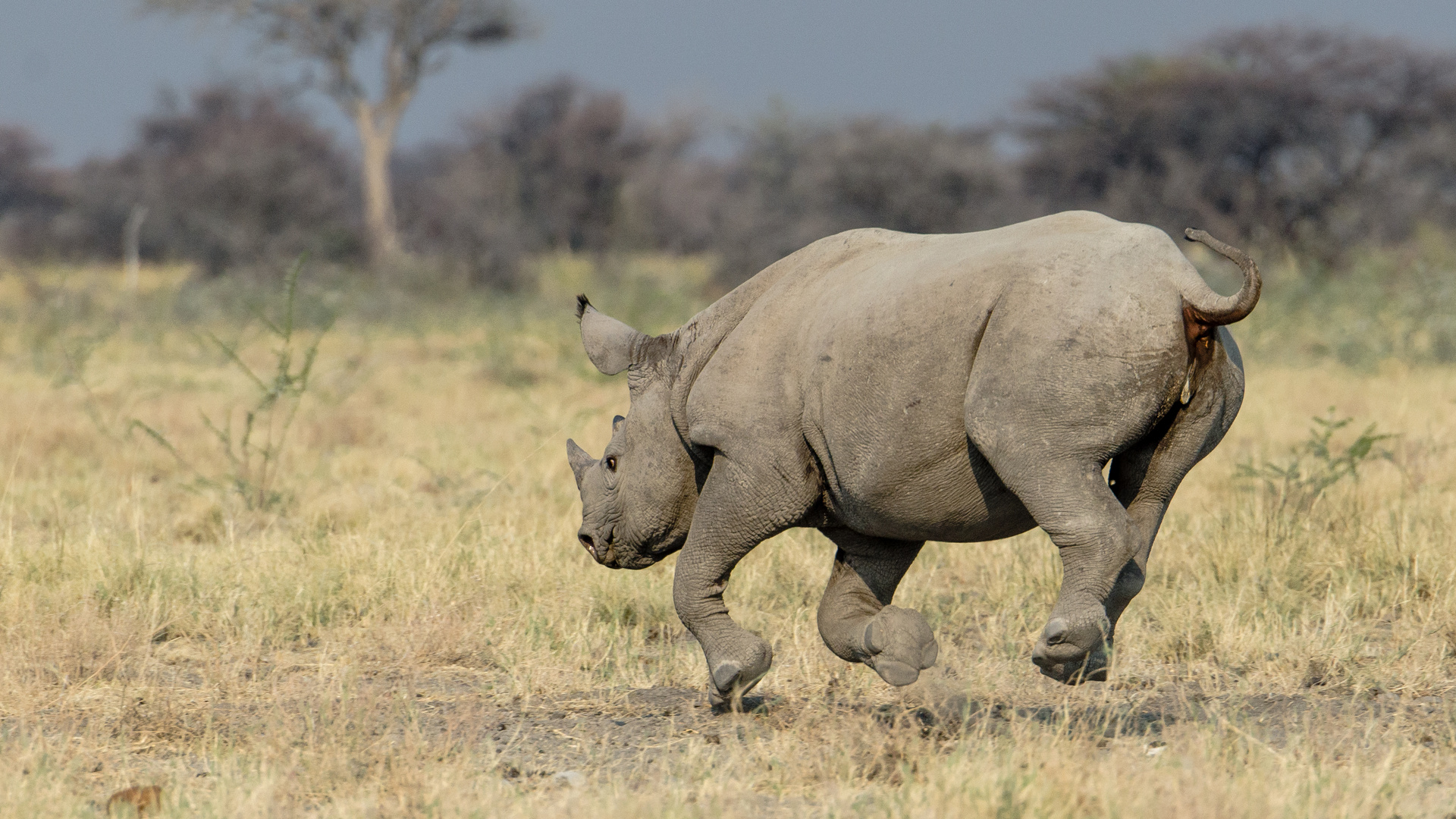 Rhino @ Etosha escaping