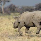 Rhino @ Etosha escaping