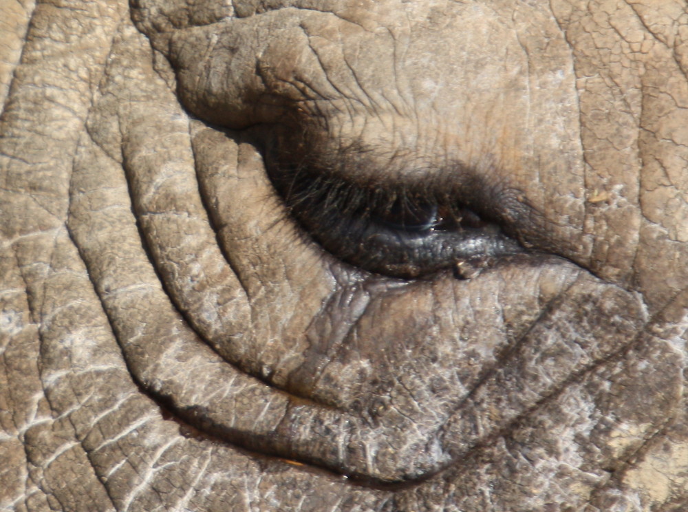 rhino eye