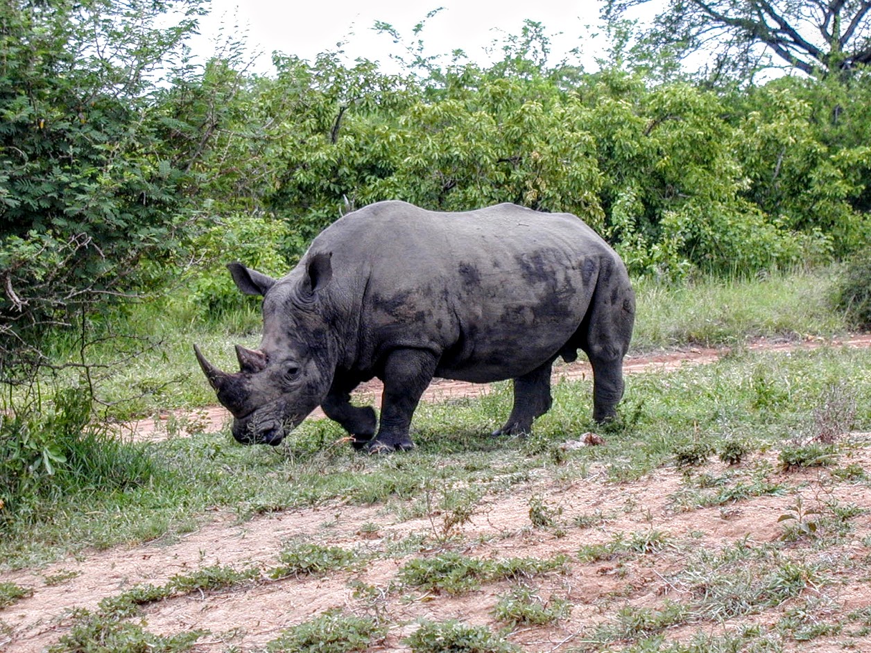 Rhino grazing