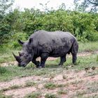 Rhino grazing