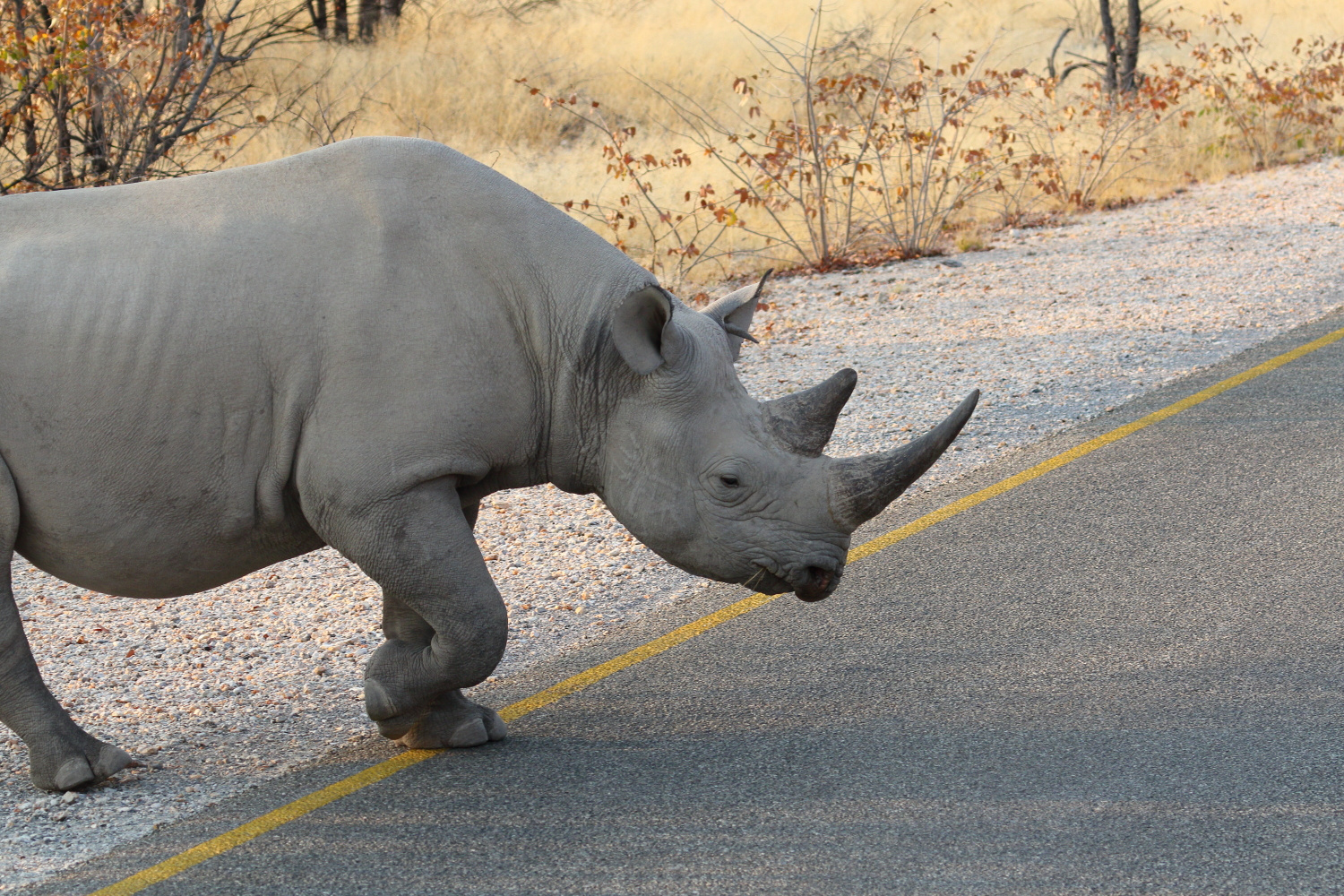 Rhino hat Vorfahrt!