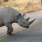 Rhino hat Vorfahrt!