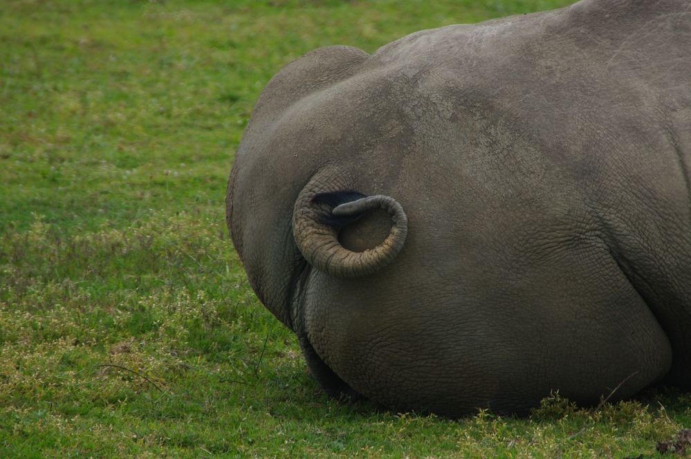 Rhino Hintern