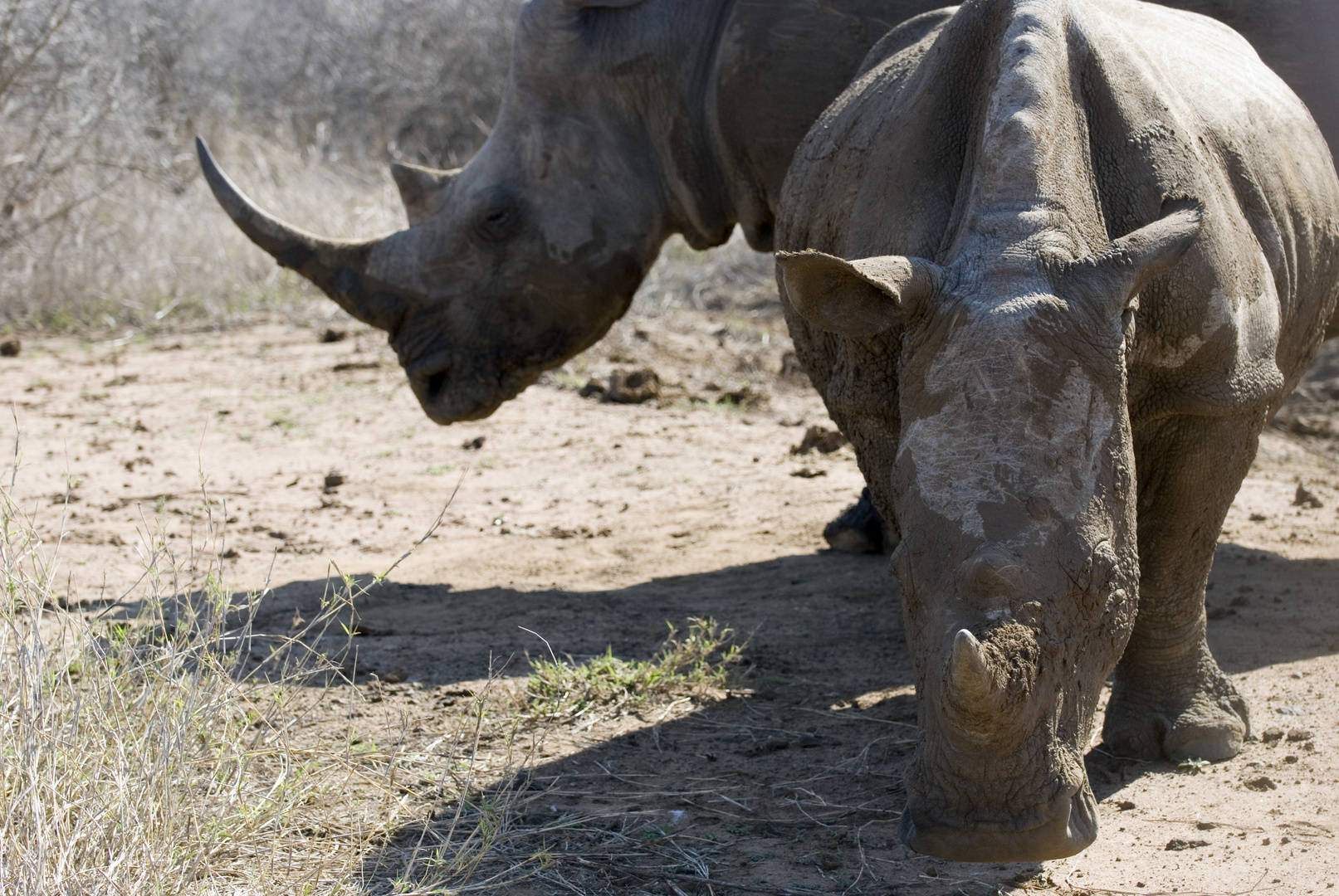 Rhino @ Hlane Nationalpark South Africa