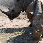 Rhino @ Hlane Nationalpark South Africa