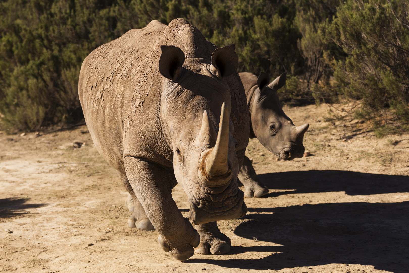 Rhino im Angriffsmodus