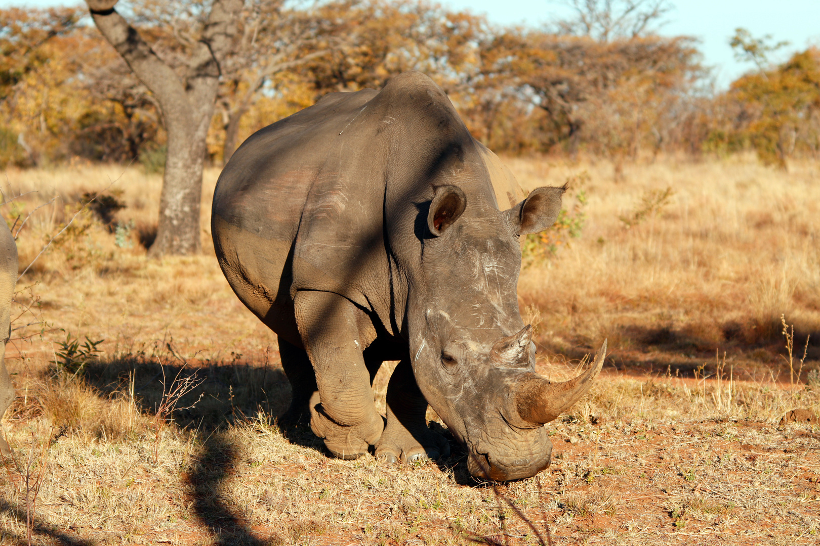 Rhino im Anmarsch