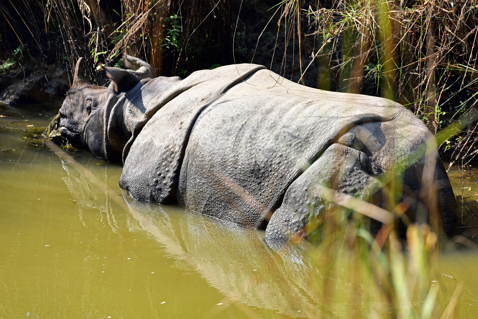 Rhino im Chitwan-Nationalpark