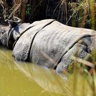 Rhino im Chitwan-Nationalpark