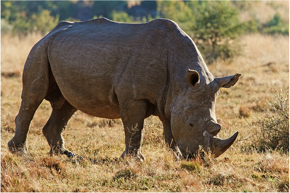 Rhino im Gegenlicht