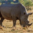 Rhino im Gegenlicht