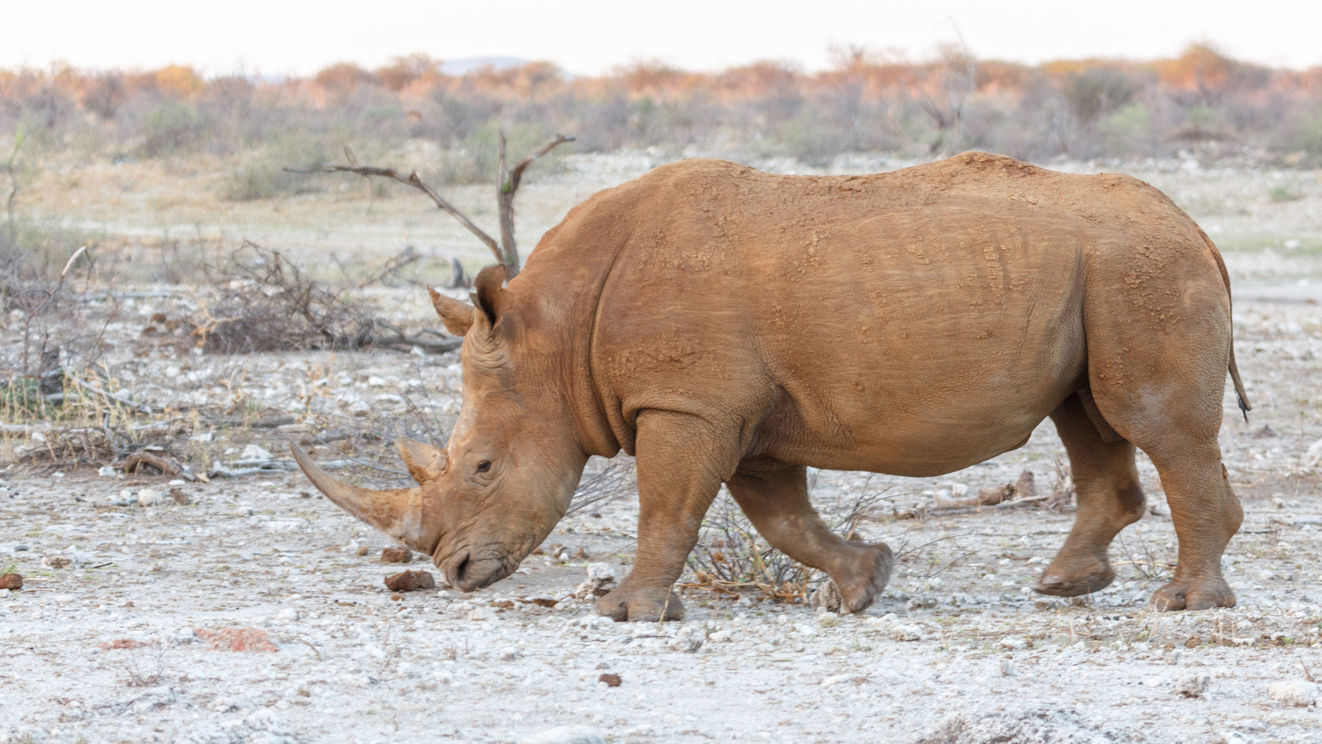 Rhino im Madikwe Game Reserve