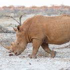 Rhino im Madikwe Game Reserve