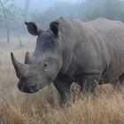 Rhino im Morgennebel