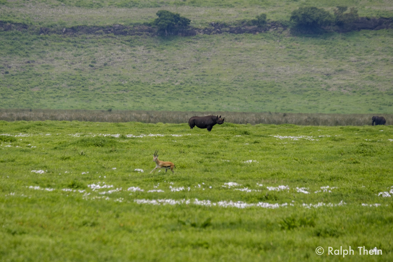 Rhino im Ngorongoro