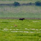 Rhino im Ngorongoro