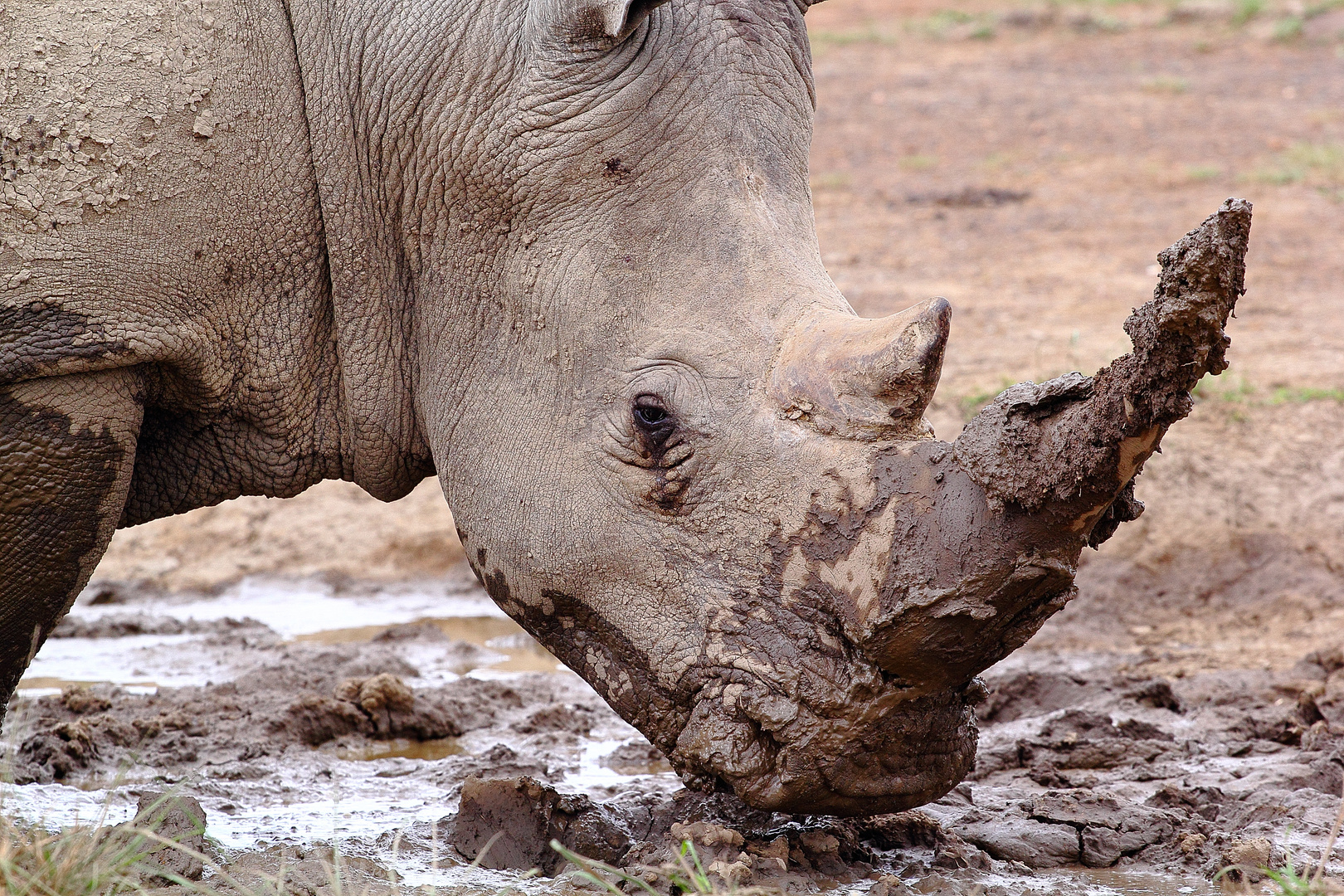 Rhino im Schlammloch