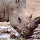 Rhino im Schlammloch