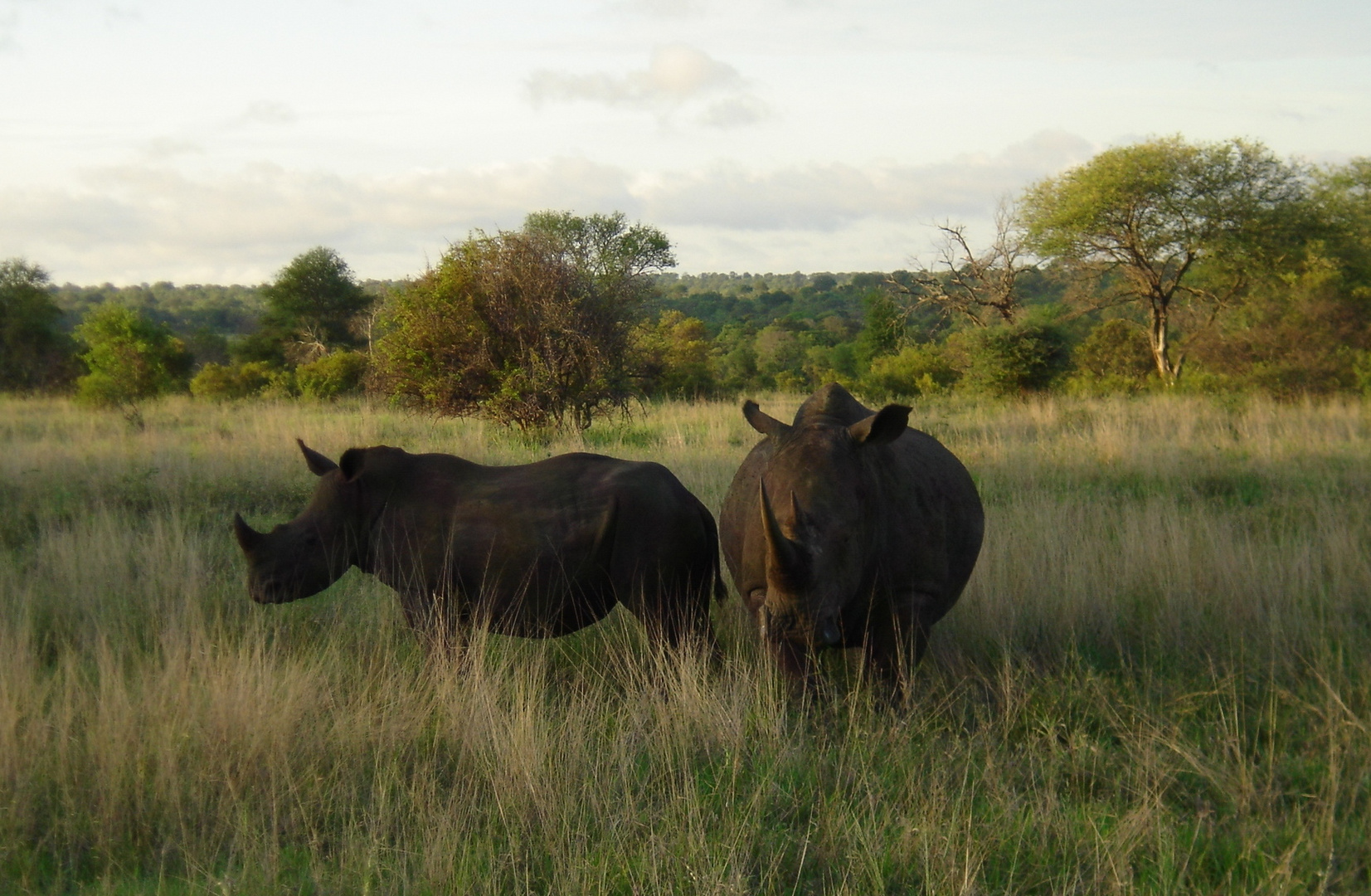 Rhino in South Africa