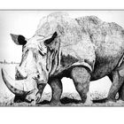 Rhino in Tusche
