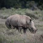 Rhino Jungster