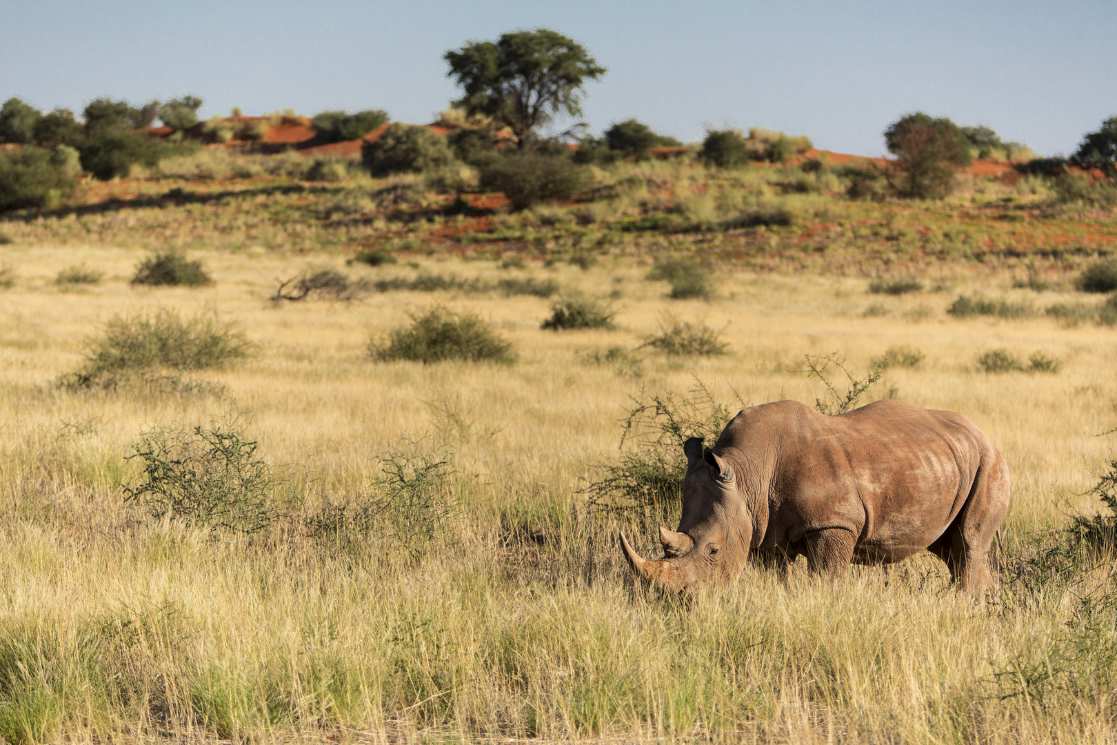 Rhino-Kalahari-Namibia