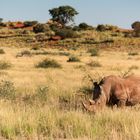 Rhino-Kalahari-Namibia