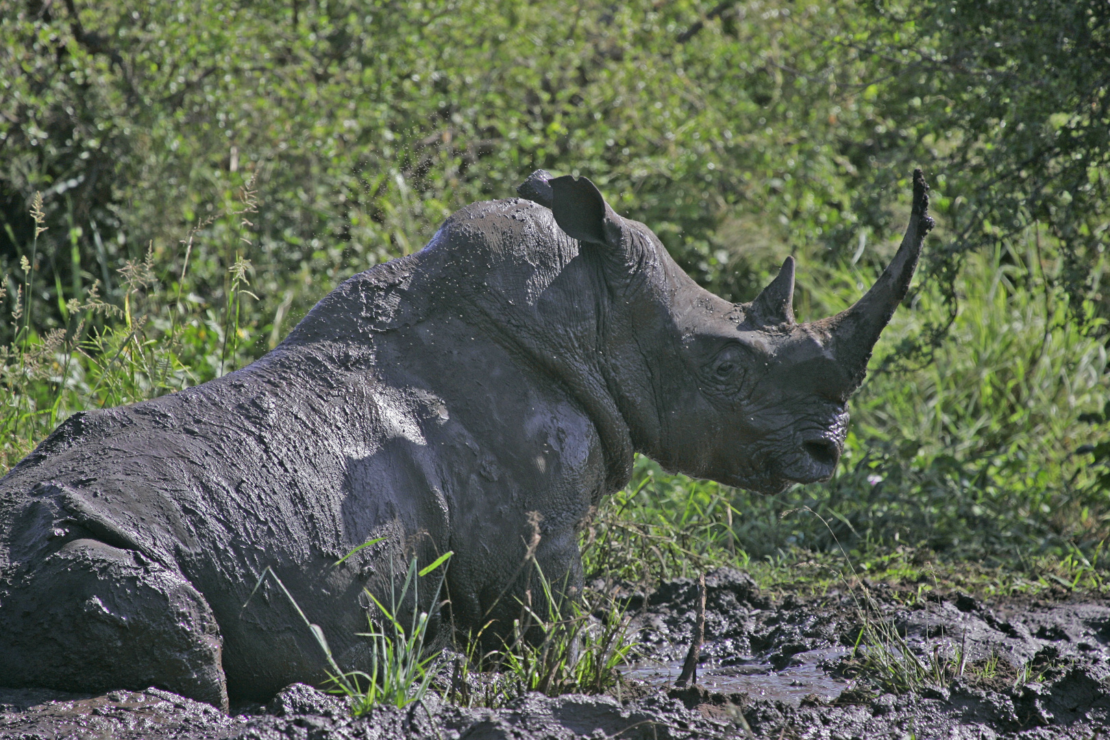 Rhino Kenia / Meru 2011