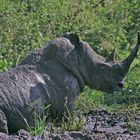 Rhino Kenia / Meru 2011