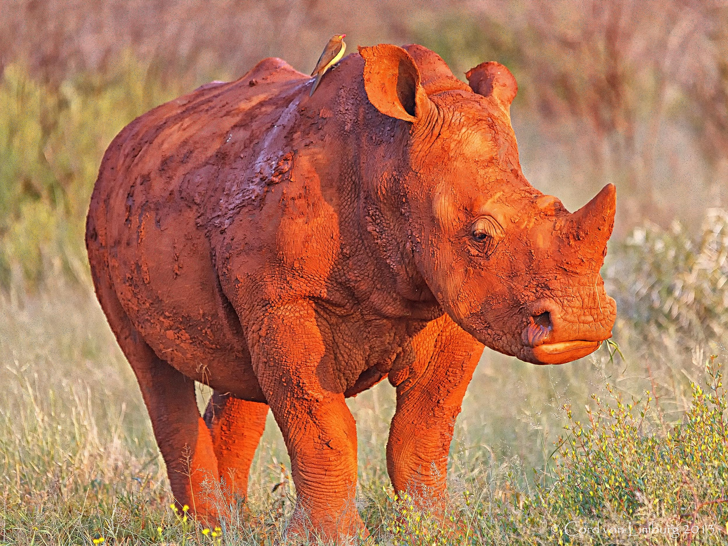 Rhino mit Backpacker