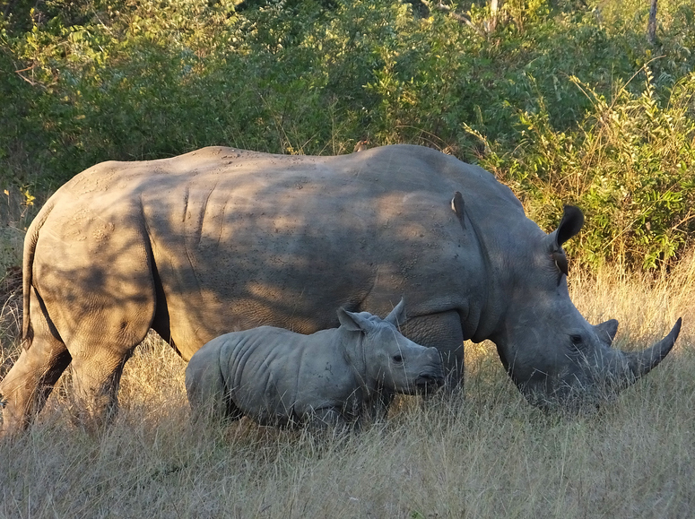 Rhino mit Nachwuchs
