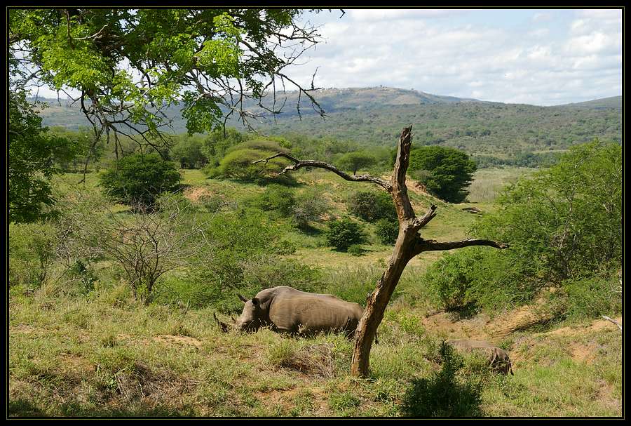 Rhino Paradise