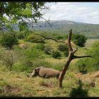 Rhino Paradise