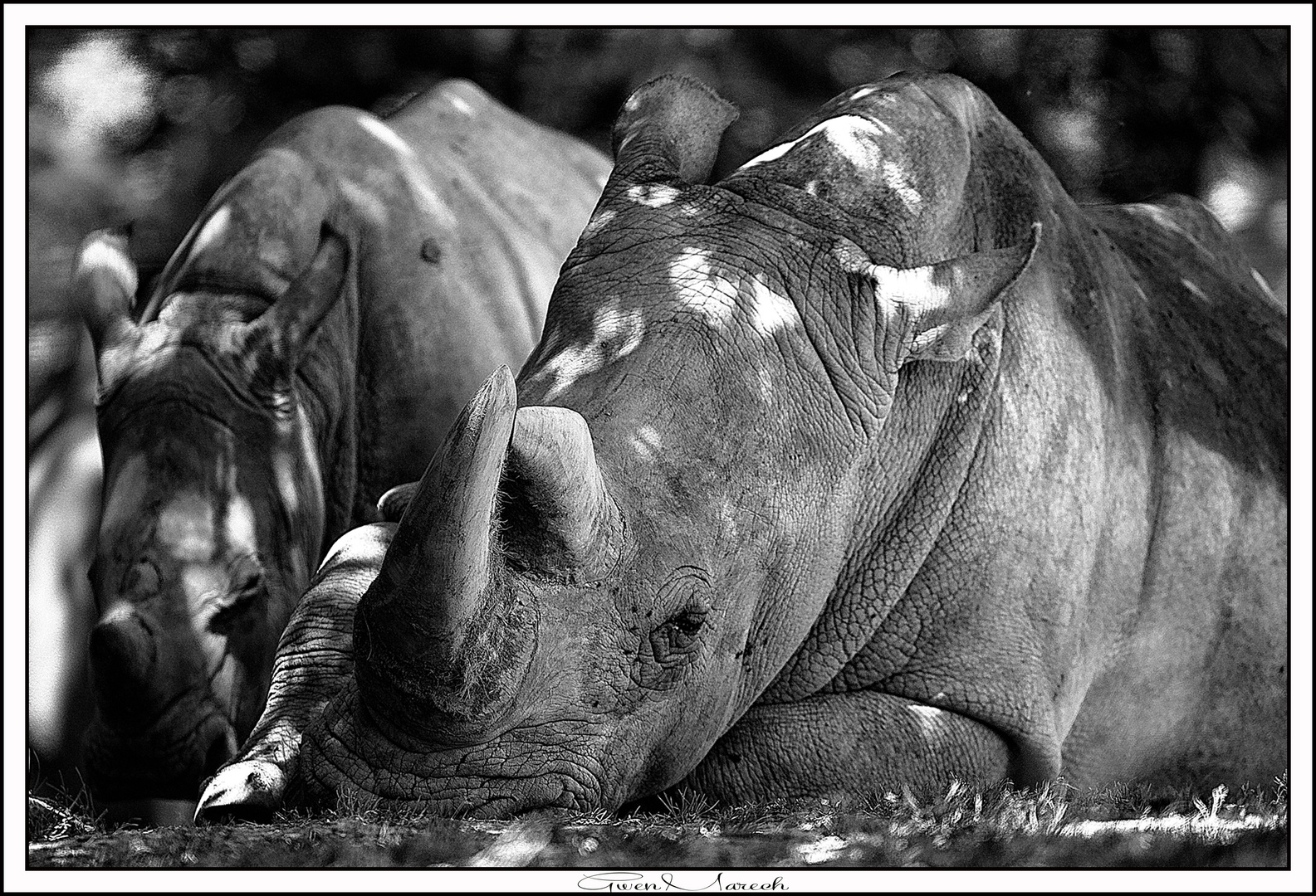 rhino pas trop feroce