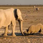 Rhino paying respect to the real king of the Jungle