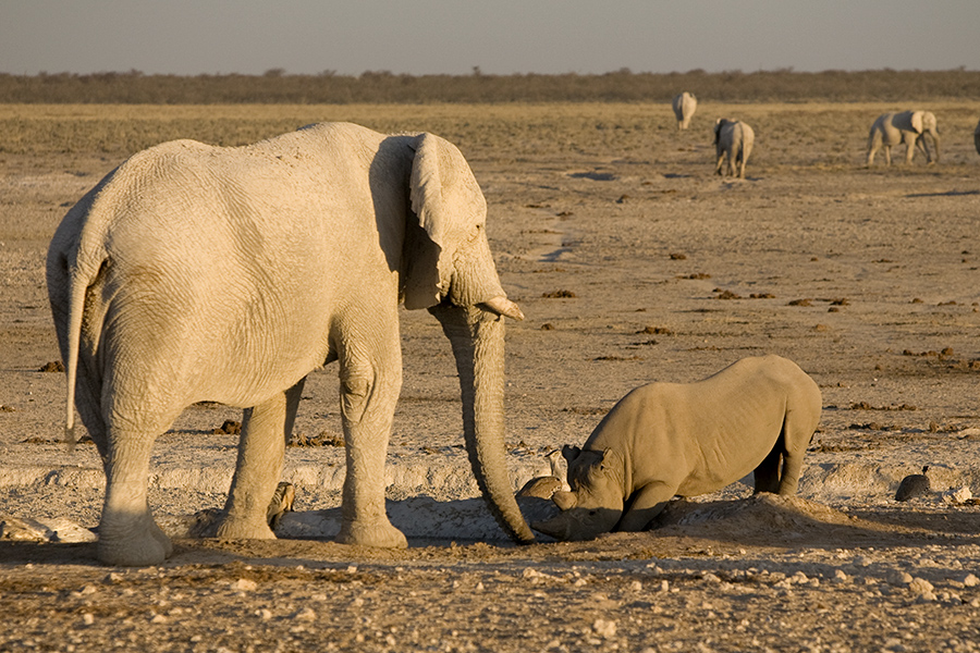 Rhino paying respect to the real king of the Jungle