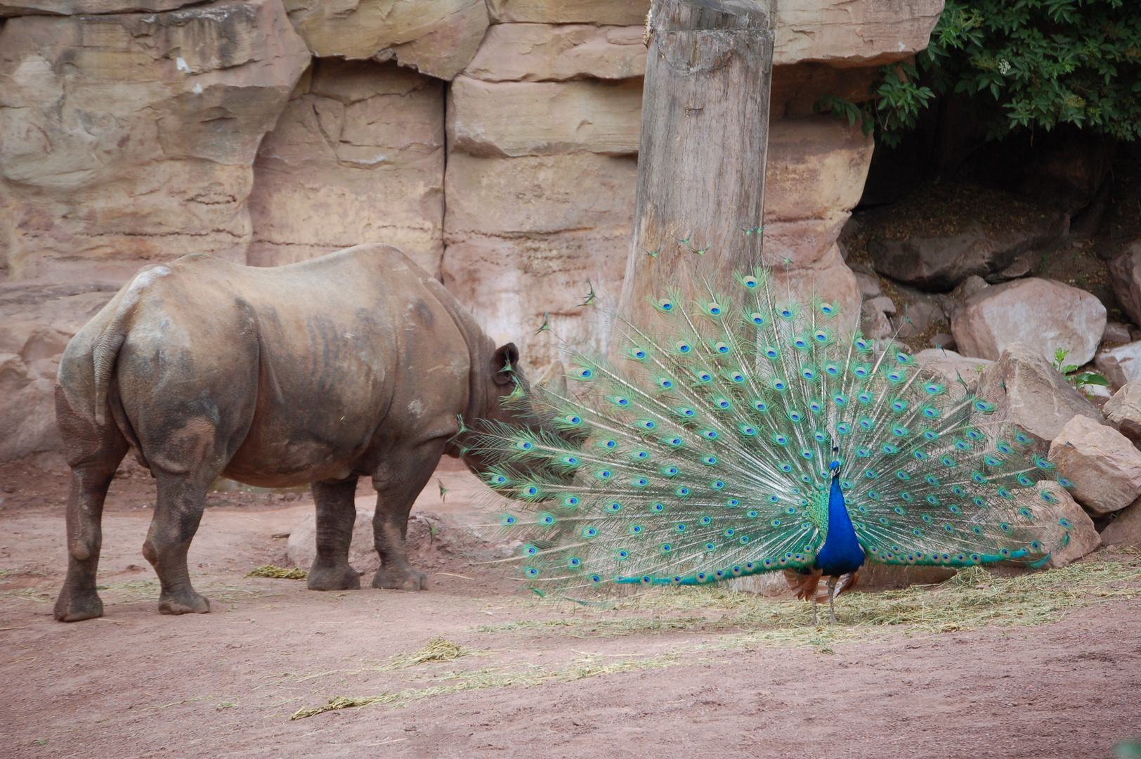 Rhino & Peacock