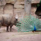 Rhino & Peacock