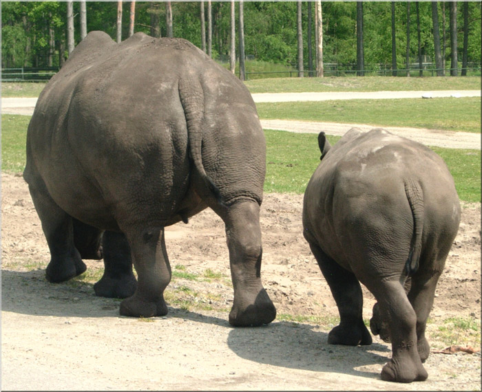 Rhino-Po-Parade