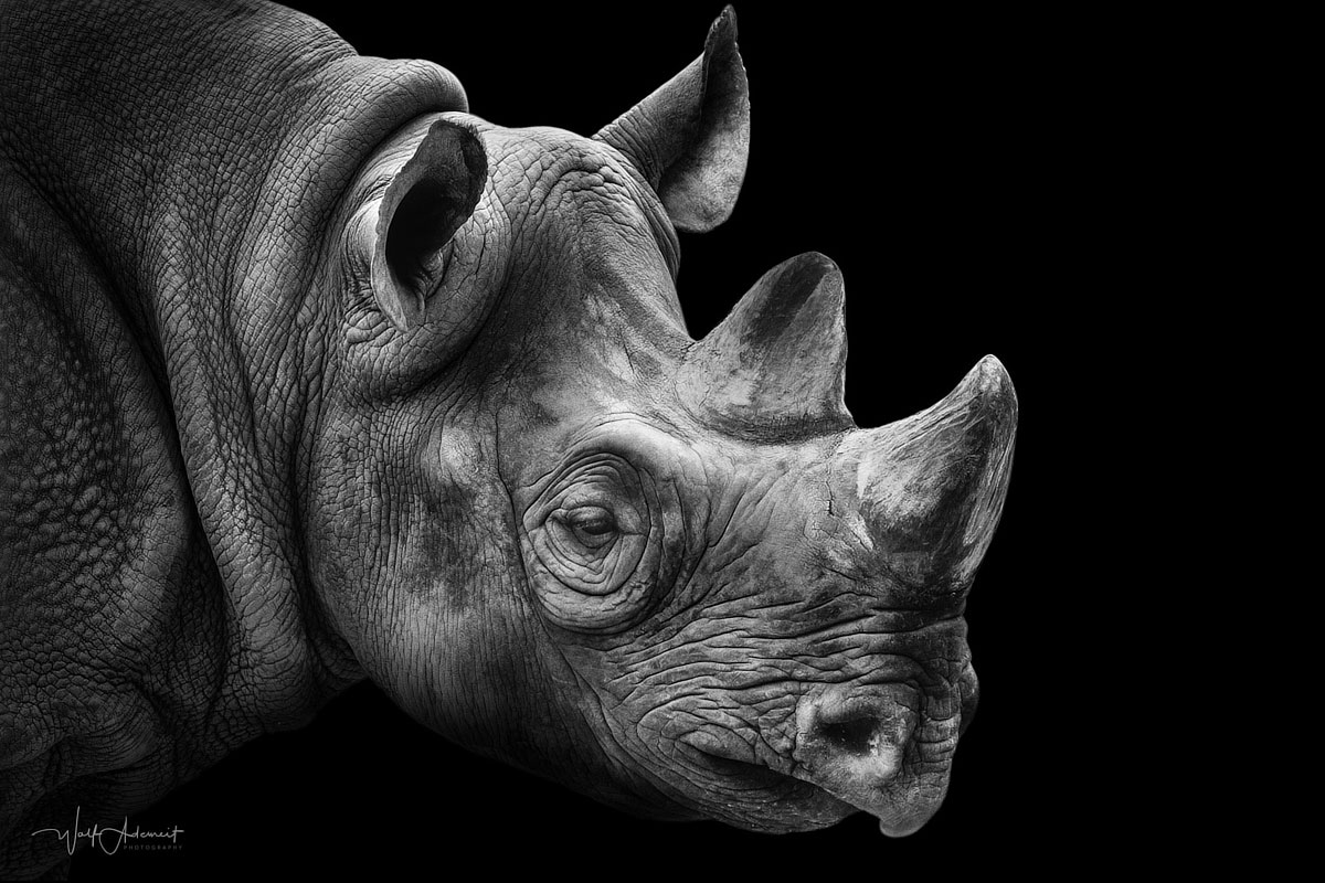 rhino portrait
