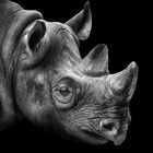 rhino portrait