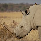 Rhino-Portrait