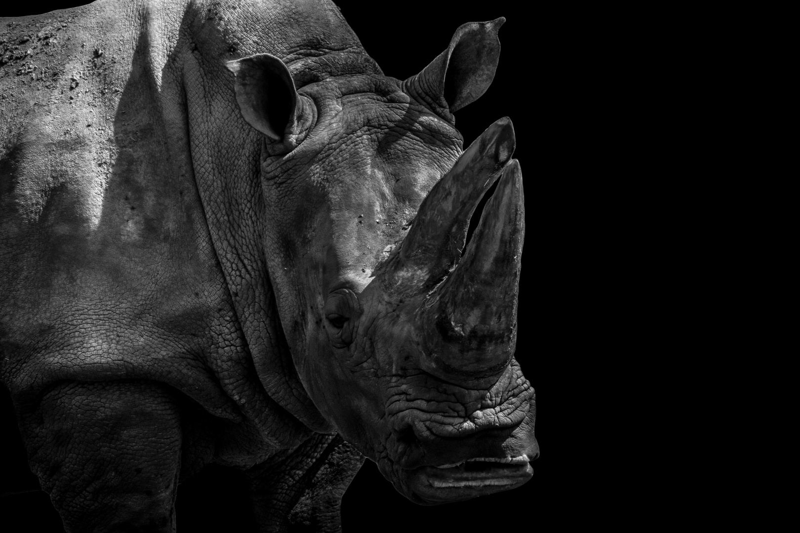 Rhino portrait